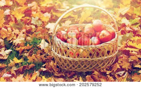 farming, gardening, harvesting and people concept - wicker basket of ripe red apples at autumn garden