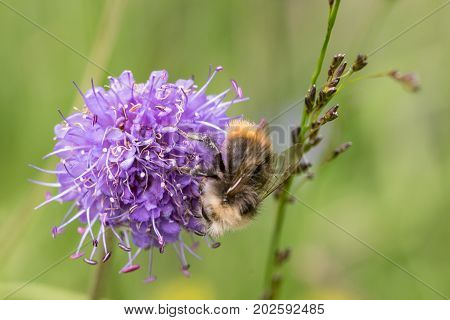 Early Bumblebee or early-nesting bumblebee, Bombus pratorum, male sitting on devils bit scabious, Succisa pratensis, in Norway, Europe