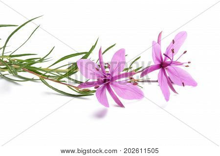 Pink Alpine Willowherb