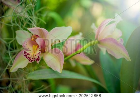 Orchid Flower And Green Leaves Background With Sunlight In Garden.