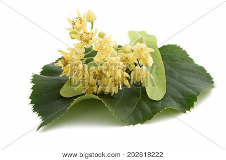 Linden Flowers And Leaf