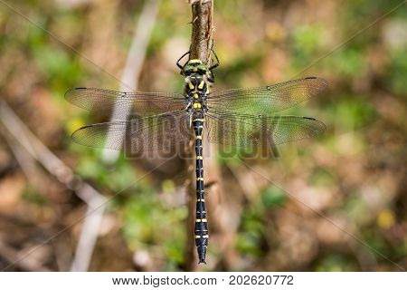 Golden-ringed Dragonfly, Cordulegaster boltonii, on a branch with soft background