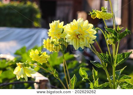 yellow flowers in the garden close-up photography