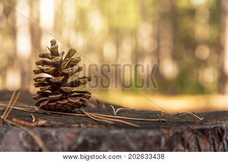 Pine cone on ground covered by needles in autumn