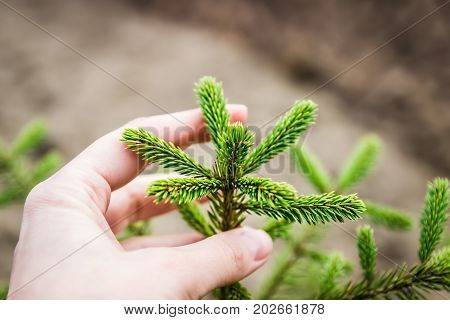 Young fir branches. Young spruce shoots in a female hand. Spring.