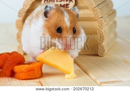 A hamster close-up eats cheese near its wooden house.