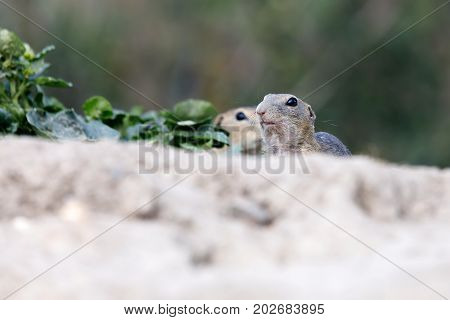 European Ground Squirrel (spermophilus Citellus)