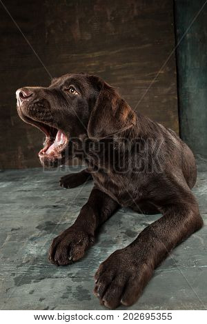 A portrait of a black Labrador dog taken against a black backdrop at studio.