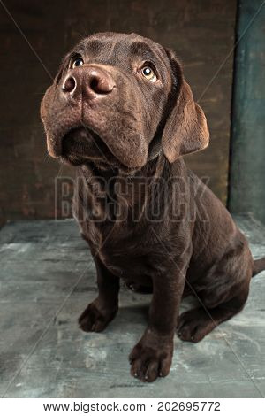 A portrait of a black Labrador dog taken against a black backdrop at studio.