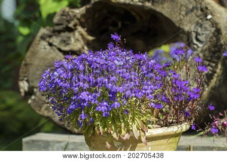 Colorful Lobelia Flower In The Summer Garden