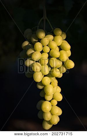 White Grapes Hanging From Lush Green Vine With Blurred Vineyard Background