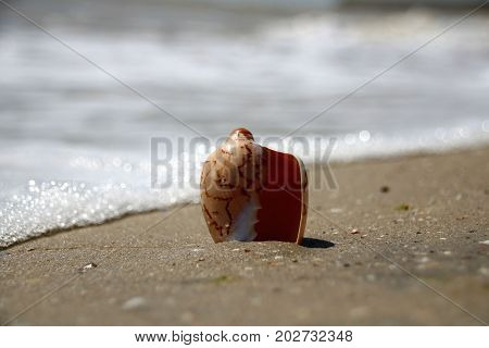 The Sea Shell Lies On The Seashore And Is Washed By The Water Of The Surf