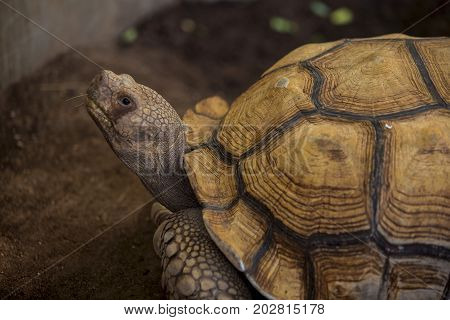 African spurred tortoise (Centrochelys sulcata), also known as the sulcata tortoise.