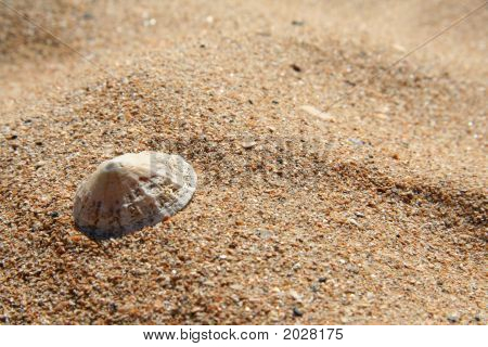 Patella su una spiaggia di sabbia dorata
