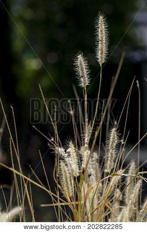 The Beautiful Flowers Grass With Rim Light On Black Background, For Abstract, Background, Texture, S