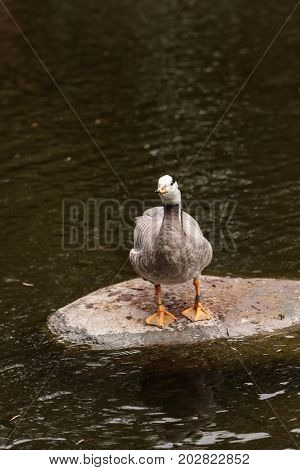 Bar-headed Goose Anser Indicus