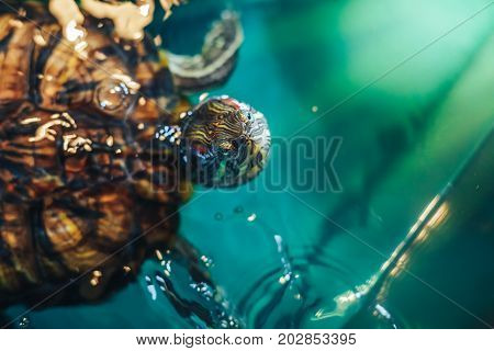 Red Eared Terrapin - Trachemys scripta elegans in the aquarium