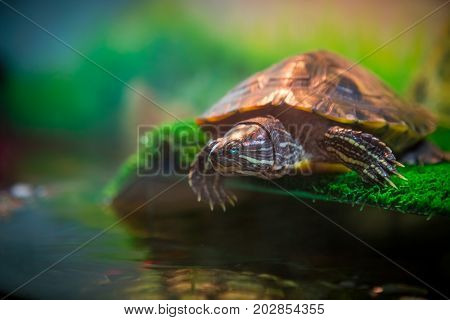 Red Eared Terrapin - Trachemys scripta elegans in the aquarium