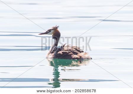 Great Crested Grebe (podiceps Cristatus) With Chick On Back