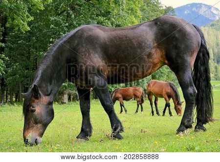 horse on a grassland close up photo