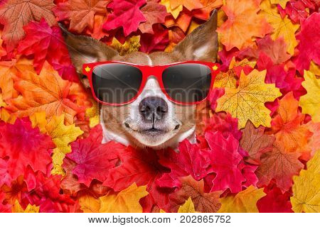 Autmn Fall Leaves Dog