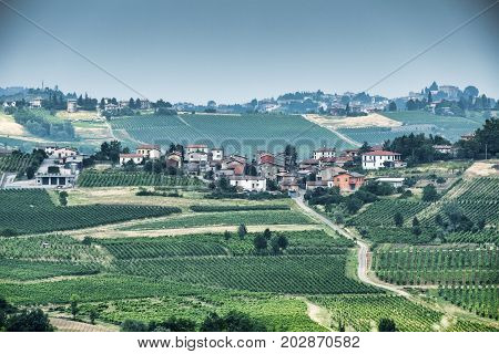 Rural landscape at summertime along the road from Vicobarone (Piacenza Emilia Romagna Italy) to Santa Maria della Versa (Pavia Lombardy) in the Tidone valley. Vineyards.