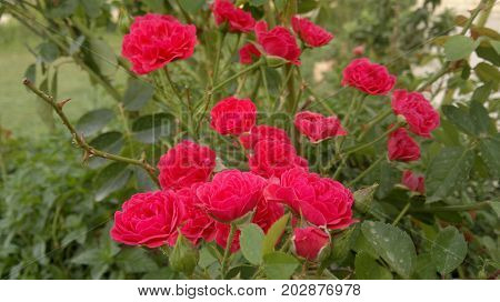 A couple nice red, purple open flowers