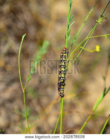 Hyles euphorbiae  on a stalk of grass close up