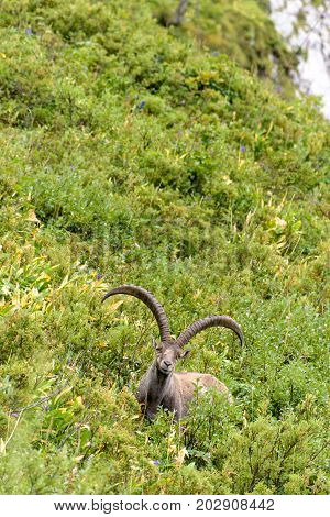 Wild ibex with massive horns in green meadow