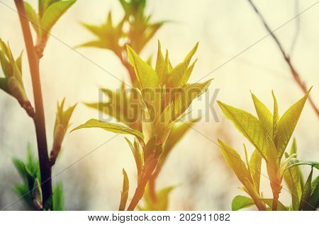 Twigs of a tree with young leaves in bright sunlight