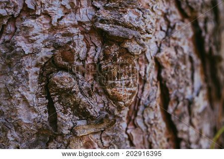 Pine tree bark background. Bark tree texture. Abstract texture and background for graphic design. Organic texture. Rough abstract texture. Natural pattern. Macro view of pine tree bark textured.