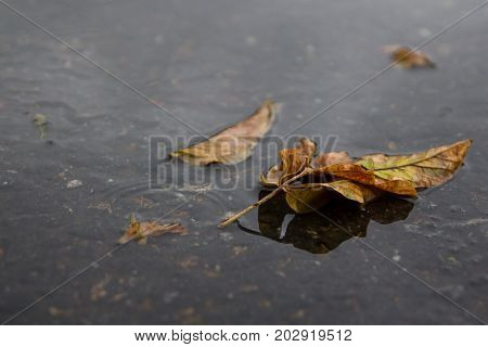 Yellow leaf lies in a puddle. Autum. Rain