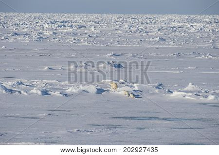 Polar bear famaly walking on the ice in arctic landscape sniffing around.