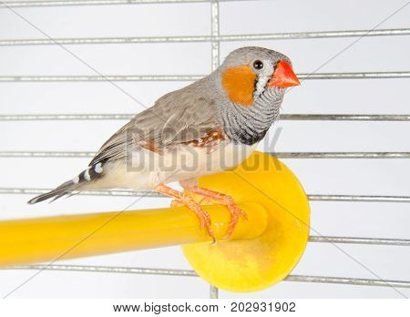 Male Zebra Finch on a perch in a cage