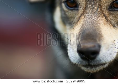background with a funny portrait of a cute brown dog with big nose
