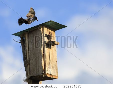 black Starling bird flies to feed their Chicks to the house in the spring