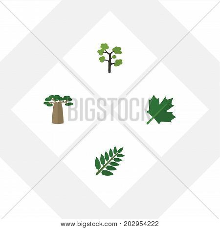 Flat Icon Ecology Set Of Oaken, Baobab, Acacia Leaf And Other Vector Objects