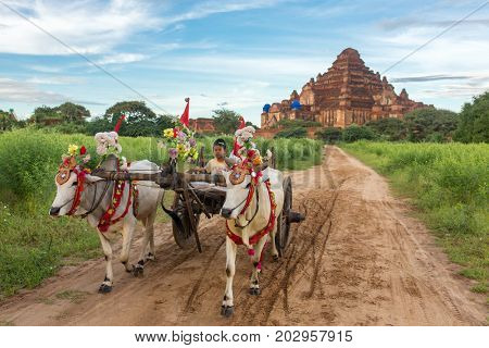 Bagan, Maynmar - October 12, 2016: Small burmese boy driving an oxcart during sunrise in Bagan, Myanmar.