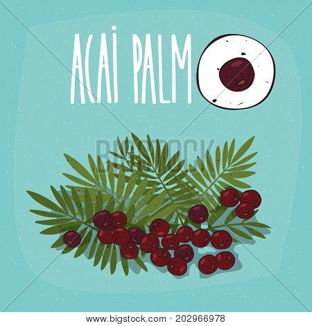 Set of isolated plant Acai Palm fruits herb with leaves Simple round icon of Acai palm on white background Lettering inscription Acai Palm