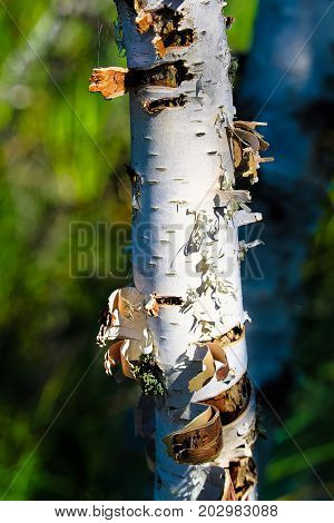 Closeup View Of Peeling Bark On A Birch Tree Trunk