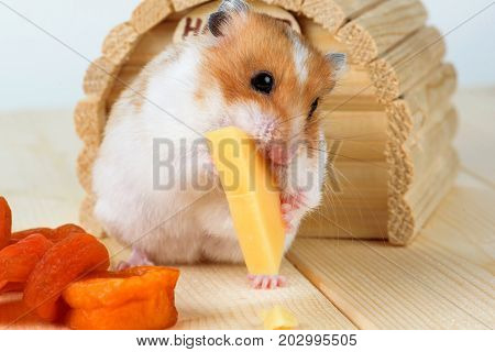 A hamster close-up eats cheese near its wooden house.