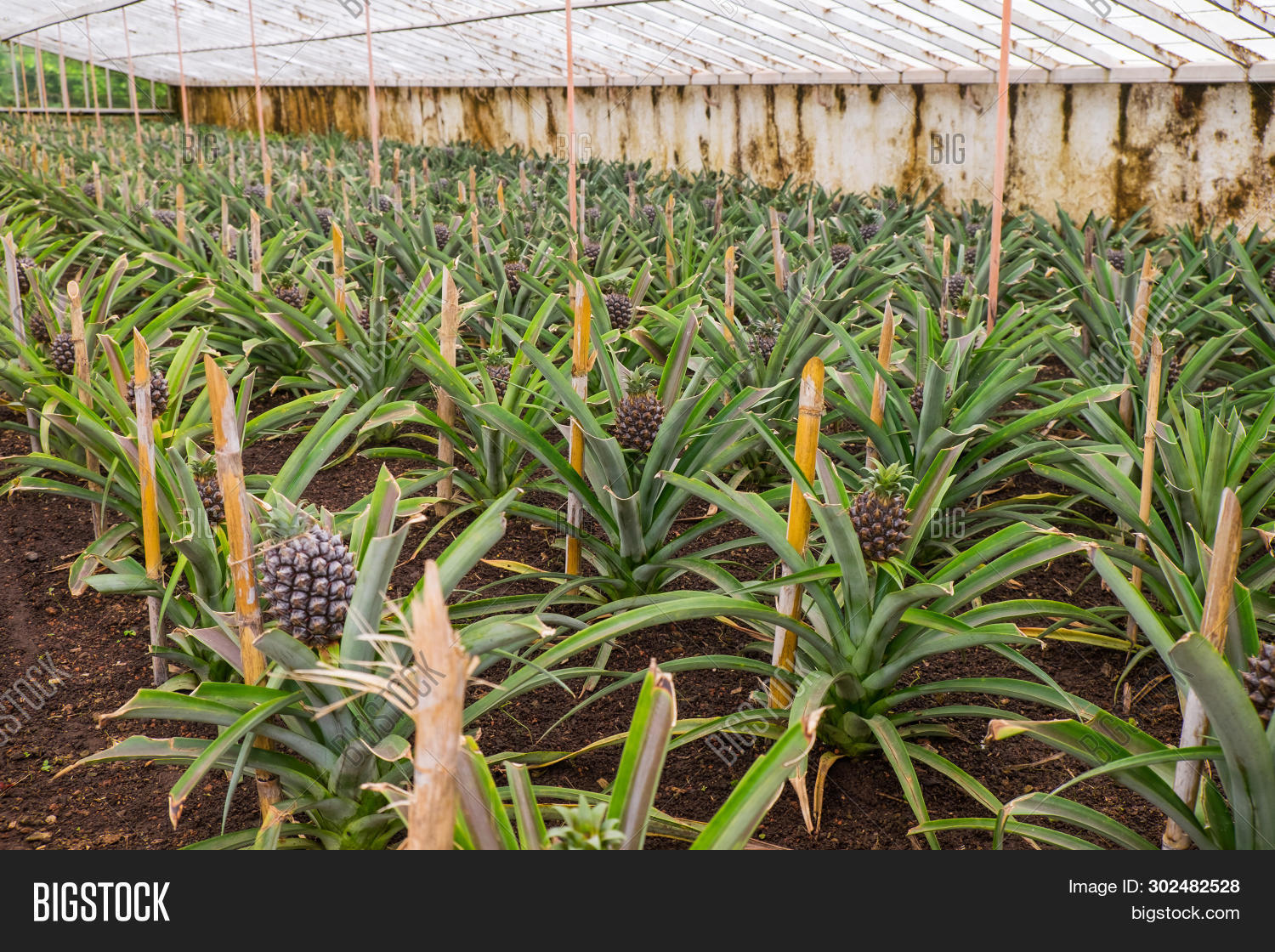 ананасовая теплица. как вырастить ананас в теплице. ананасовая теплица. как вырастить ананас в теплице. ананасы в теплице в россии.