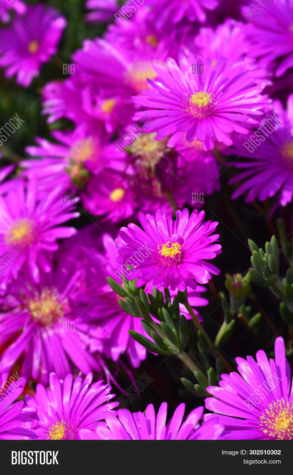 Pink Commin Ice Plant Image & Photo (Free Trial) Bigstock