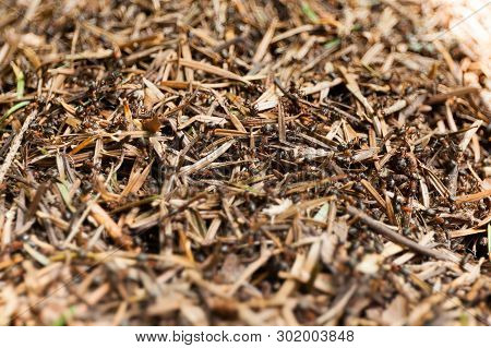 Ant Hill Home Background, Ant Community Or Colony.