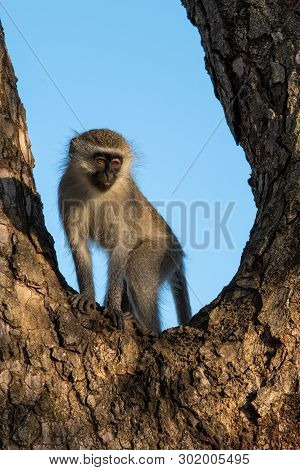 A Vervet Monkey Crounched In The Fork Of A Tree Trunk.