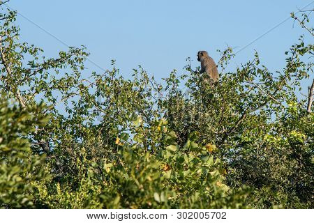 A Vervet Monkey On Look Out At The Highest Branches Of A Tree.