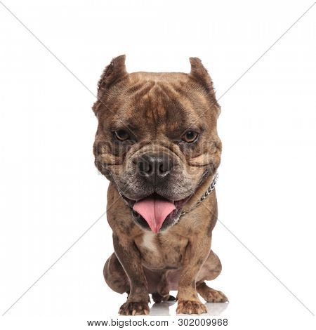 funny image of a big headed americand bully puppy dog sitting on white background