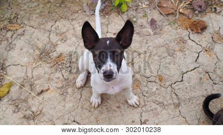 Homeless Dog, Portrait Of Puppy Relaxing On The Sand Beach, Laying, In Thailand, Space For Text In T