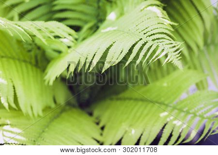 Fern (polypodiophyta) With Green Leaves Texture Background, Plants In A Garden