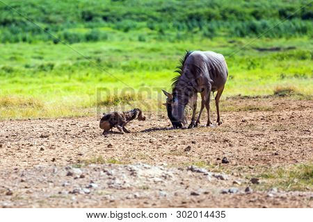 Gnu antelope just gave birth in the savannah. Safari - tour to the famous Kenyan reserve Amboseli National Park, Kenya. The concept of exotic, ecological and phototourism